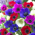Анемона де Каен, микс изображение 1 артикул 76170