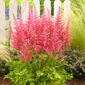 Астильба китайская Сенсейшн Сэлмон Бьюти изображение 1 артикул 61004