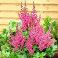 Астильба китайская Сенсейшн Сэлмон Бьюти изображение 2 артикул 61004