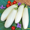 Баклажан Нежнейший F1 изображение 2 артикул 65323