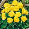 Бегония махровая Йеллоу изображение 2 артикул 76385