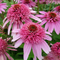 Эхинацея Пинк Сорбет изображение 2 артикул 7204