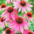 Эхинацея пурпурная изображение 1 артикул 01427