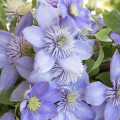 Клематис Блю Лайт изображение 2 артикул 01132