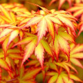 Клен пальмолистный Оранж Дрим изображение 2 артикул 9134