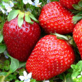 Клубника Гигант русский F1 изображение 2 артикул 65208
