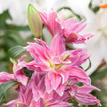 Лилия Спринг Пинк изображение 2 артикул 61083
