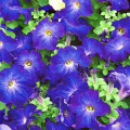 Петуния Мерлин Блю Морн F1 изображение 1 артикул 71550