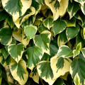 Плющ Глория де Маренго  изображение 2 артикул 2543