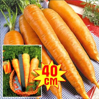 Морковь РР, семена изображение 4