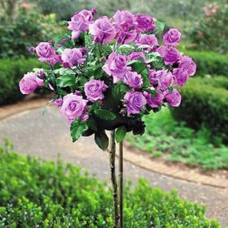 Роза штамбовая фиолетовая изображение 1