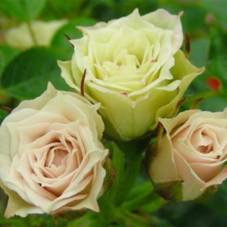 Роза спрей Грин Даймонд изображение 1