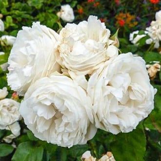 Роза чайно-гибридная Вайт Квин Элизабет изображение 2