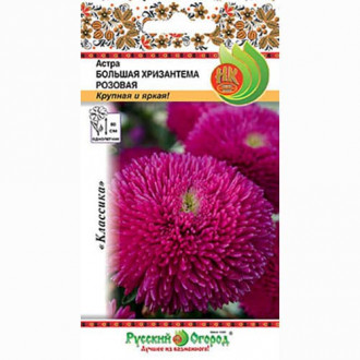 Астра Большая хризантема розовая Русский огород НК изображение 6