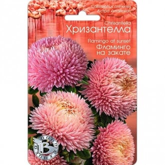 Астра Хризантелла Фламинго на закате, семена изображение 1
