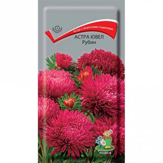 Астра Ювел Рубин, семена изображение 8