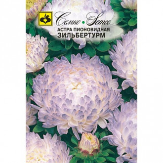 Астра Зильбертурм, семена изображение 11