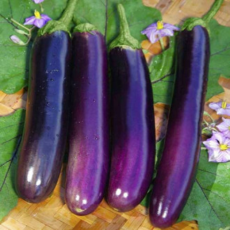 Баклажан Длинный фиолетовый Седек изображение 5