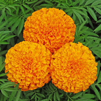 Бархатцы Гусары Premium Seeds изображение 1