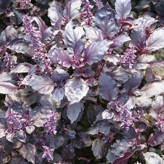 Базилик Раджа фиолетовый Premium Seeds изображение 4