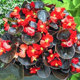 Бегония вечноцветущая Аккорд Пурпурная F1, семена изображение 12