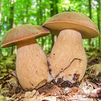 Белый гриб дубовый изображение 3