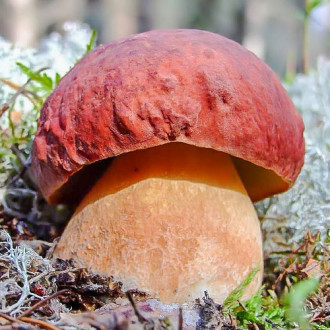 Белый гриб сосновый изображение 3