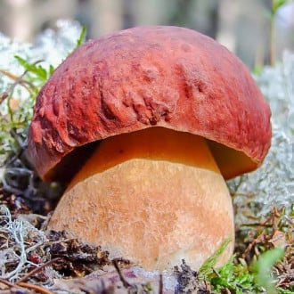 Белый гриб сосновый изображение 5
