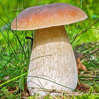 Белый гриб изображение 1