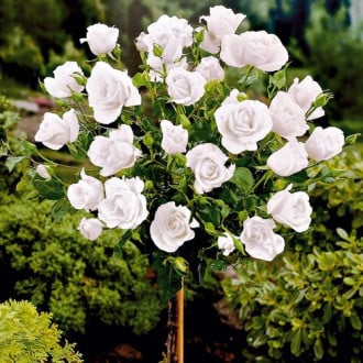 Роза штамбовая Белая изображение 2