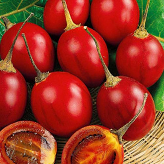Цифомандра Антарес (томатное дерево) изображение 1