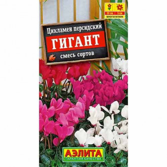 Цикламен персидский Гигант, смесь окрасок Аэлита изображение 5