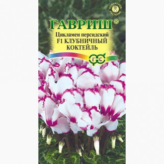 Цикламен персидский Клубничный коктейль Гавриш изображение 16