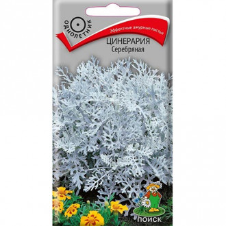 Цинерария Серебряная, семена изображение 7