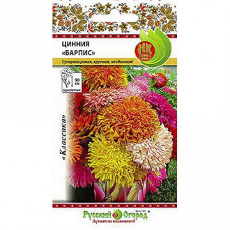 Цинния Барпис, смесь окрасок изображение 11