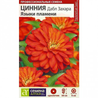 Цинния Дабл Захара Языки пламени Семена Алтая изображение 3