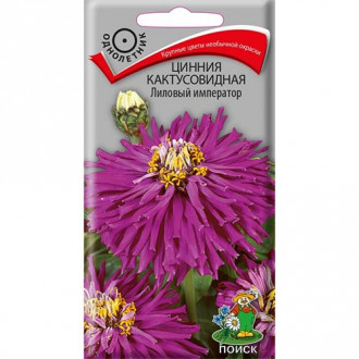 Цинния Лиловый император, семена изображение 13