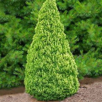 Ель канадская Рейнбоуз Енд изображение 11