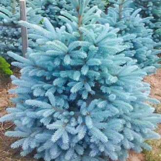 Ель колючая Глаука Мэджестик Блу изображение 12