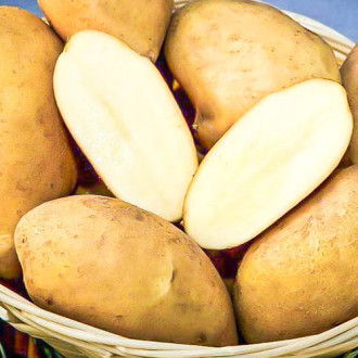 Картофель Надежда изображение 13