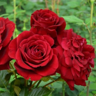 Роза парковая Изабель Ренессанс изображение 4