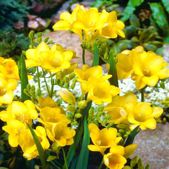 Фрезия Еллоу изображение 17