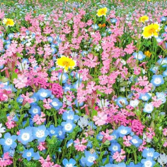 Газон цветущий Цветущий город, смесь окрасок Русский огород НК изображение 2