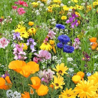 Газон цветущий Детская лужайка, смесь окрасок Русский огород НК изображение 1
