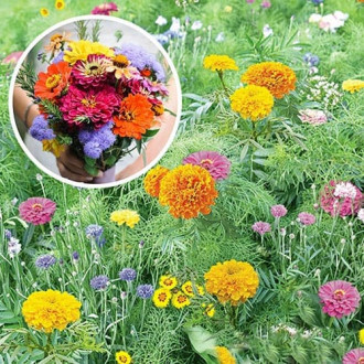 Газон цветущий Летний букет, смесь окрасок изображение 8