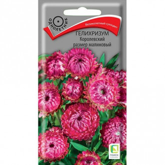 Гелихризум Королевский размер малиновый, семена изображение 11