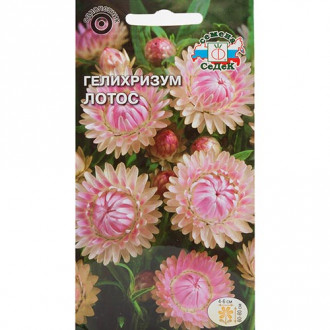 Гелихризум Лотос, семена изображение 17