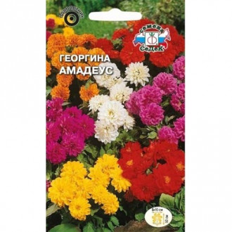 Георгина Амадеус, смесь окрасок изображение 10