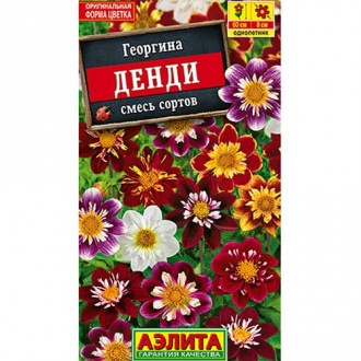 Георгина Денди, смесь окрасок Аэлита изображение 5
