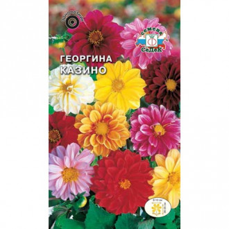 Георгина Казино, смесь окрасок изображение 7